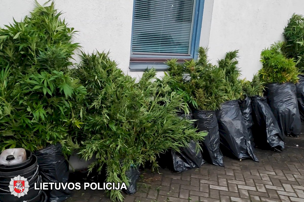Ukmergės rajono policijos komisariato pareigūnai sulaikė grupę asmenų, auginusių kanapes (+video)