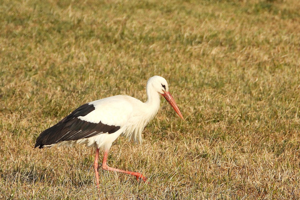 Kovo 25-oji – gandrų sugrįžimo diena